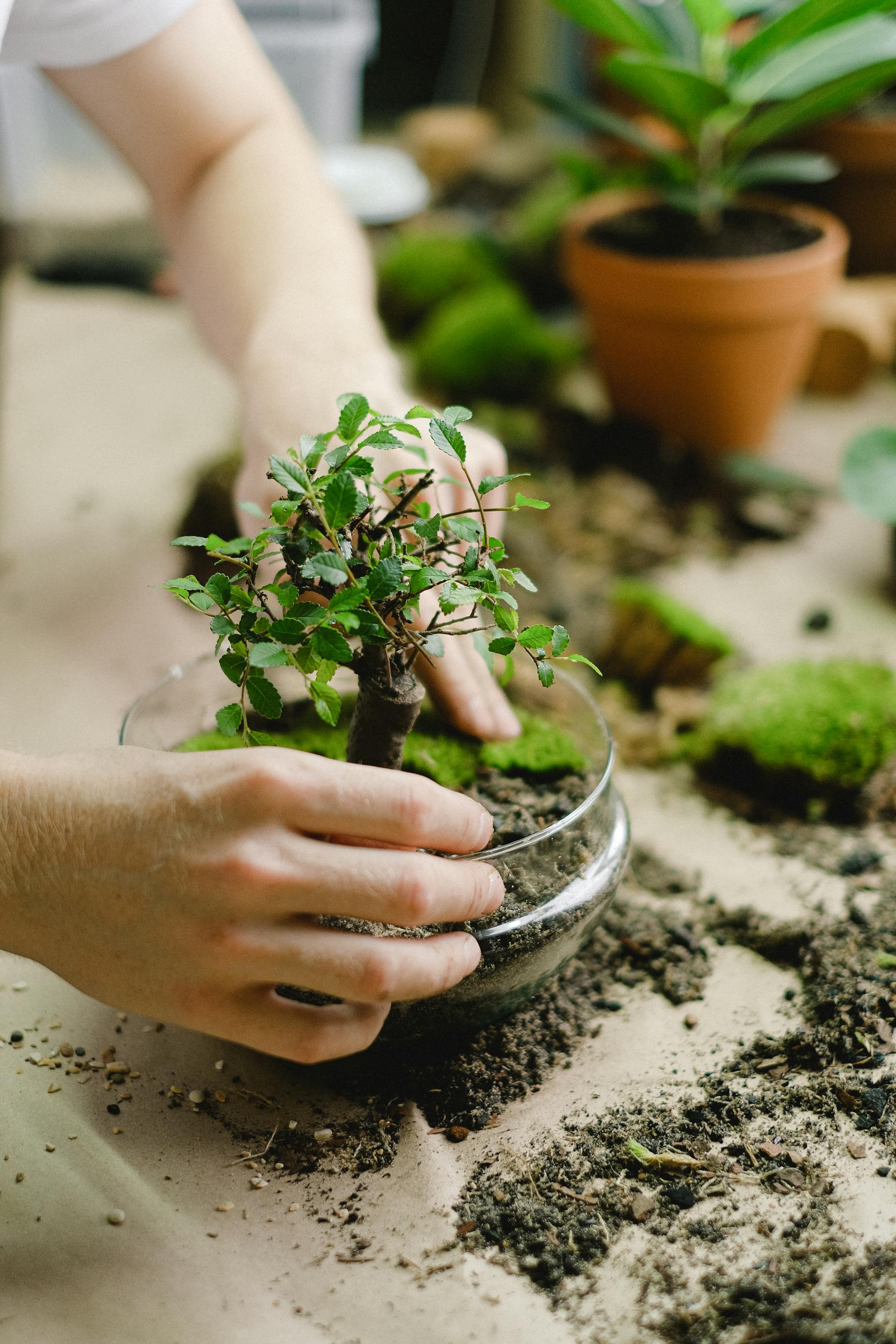 Bonsai Nest — Premium Bonsai Trees in Denmark