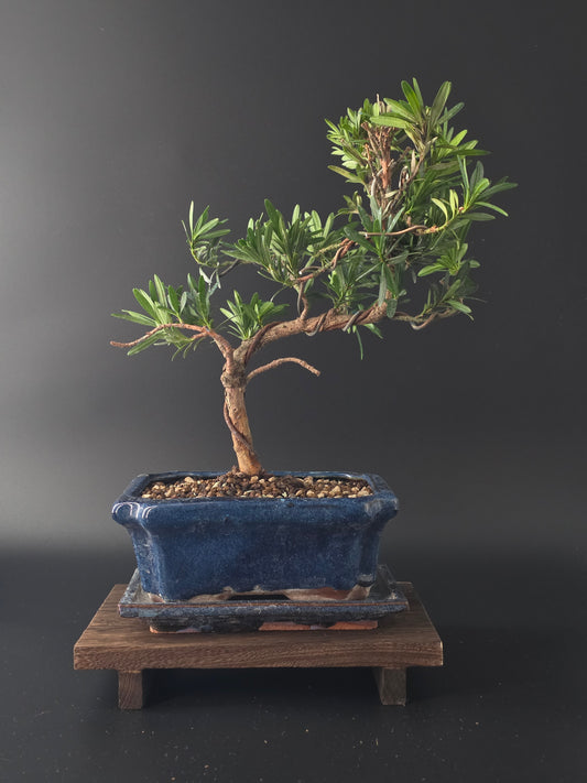 Podocarpus Macrophyllus Bonsai Tree 7-8 years | Buddhist Pine | Bonsai Nest