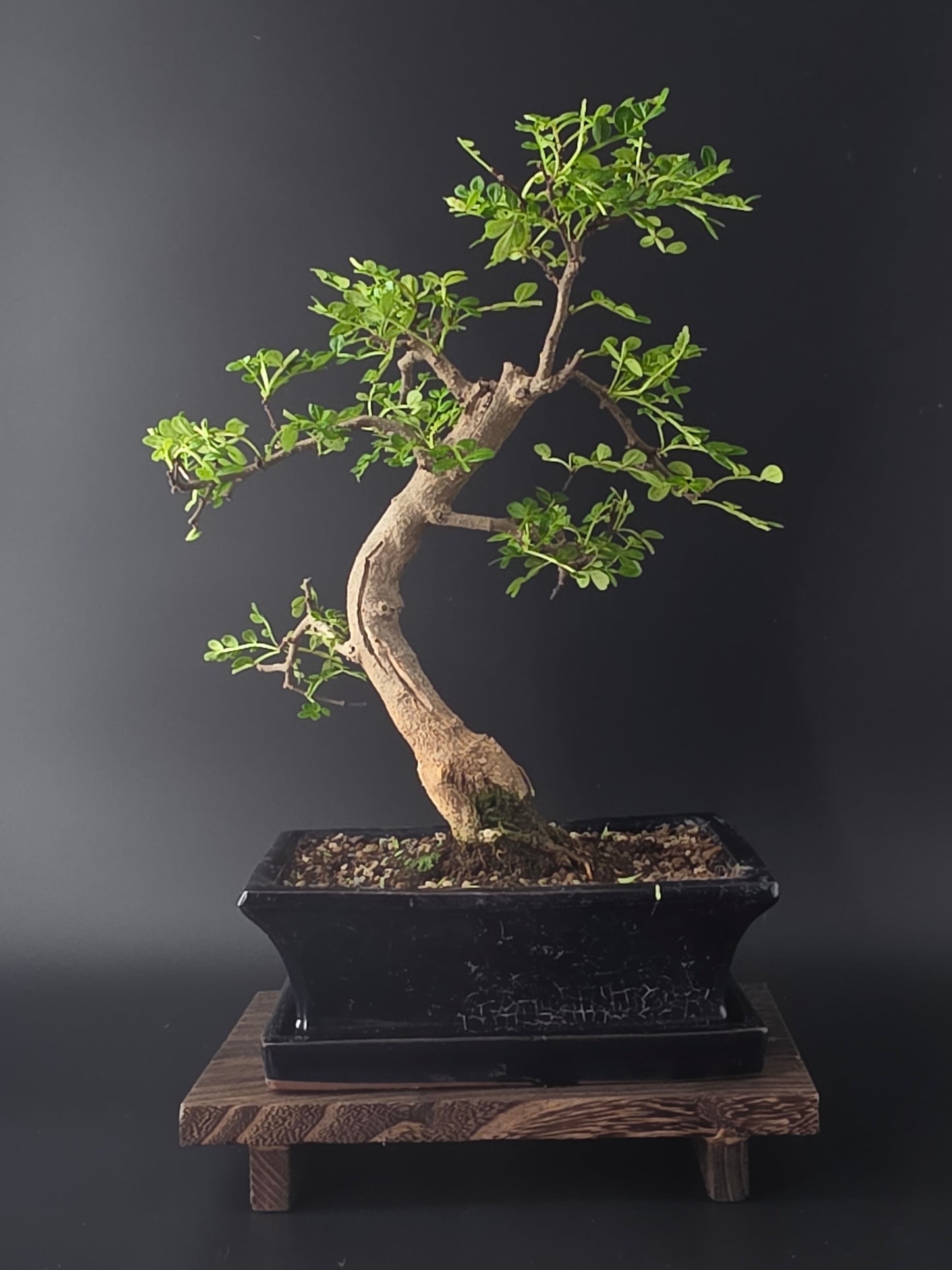 Zanthoxylum pepper tree bonsai 35-45 cm height showing dense pinnate foliage and fine branching back side