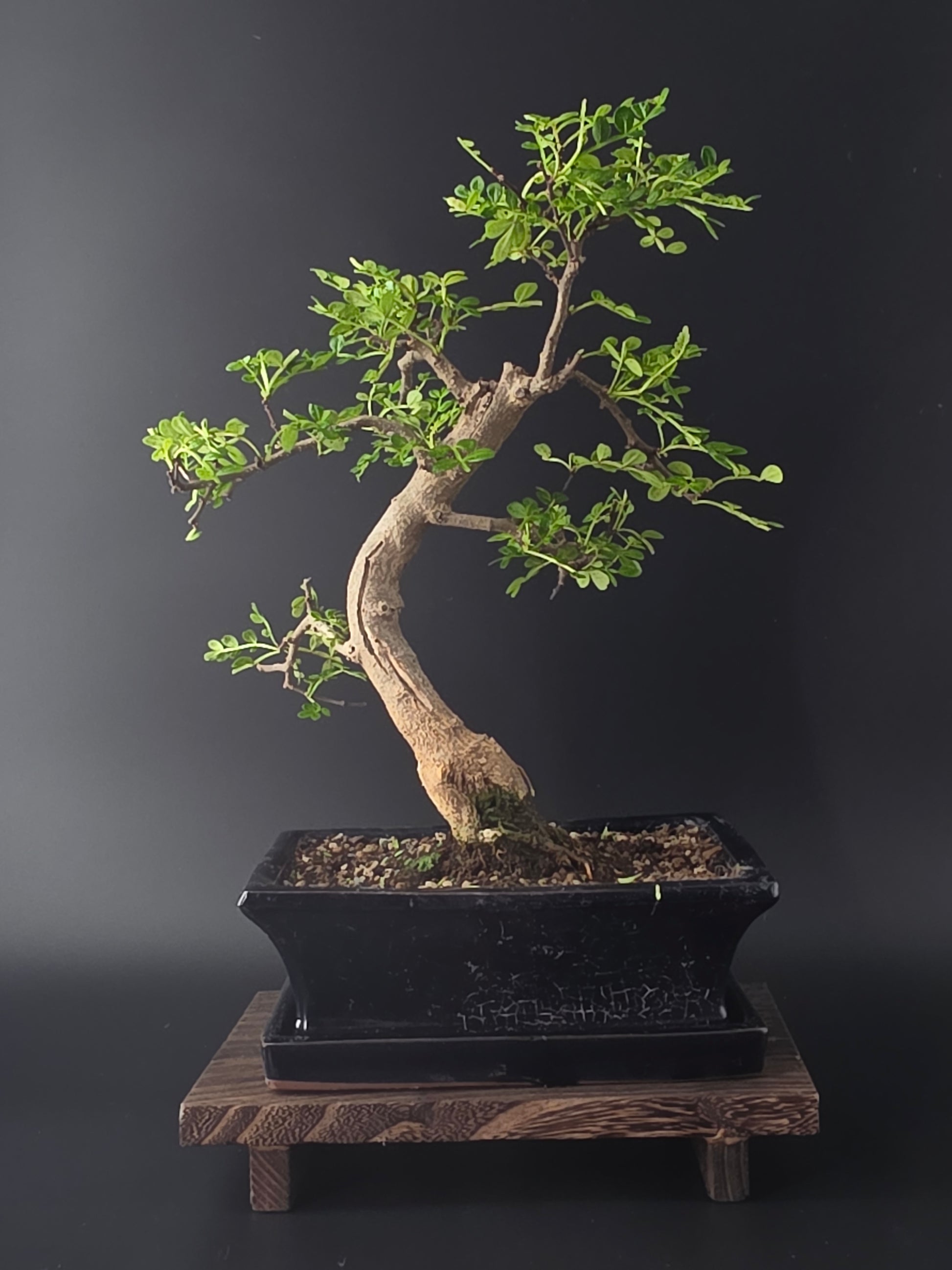 Zanthoxylum pepper tree bonsai 35-45 cm height showing dense pinnate foliage and fine branching back side