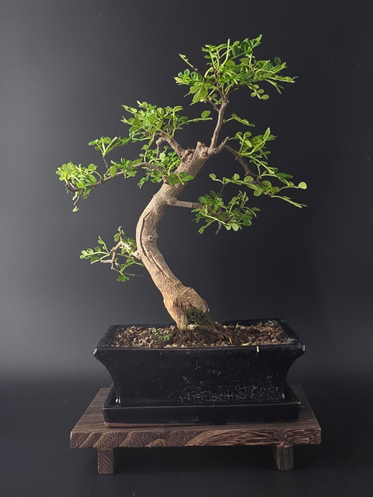Zanthoxylum pepper tree bonsai 35-45 cm height showing dense pinnate foliage and fine branching back side