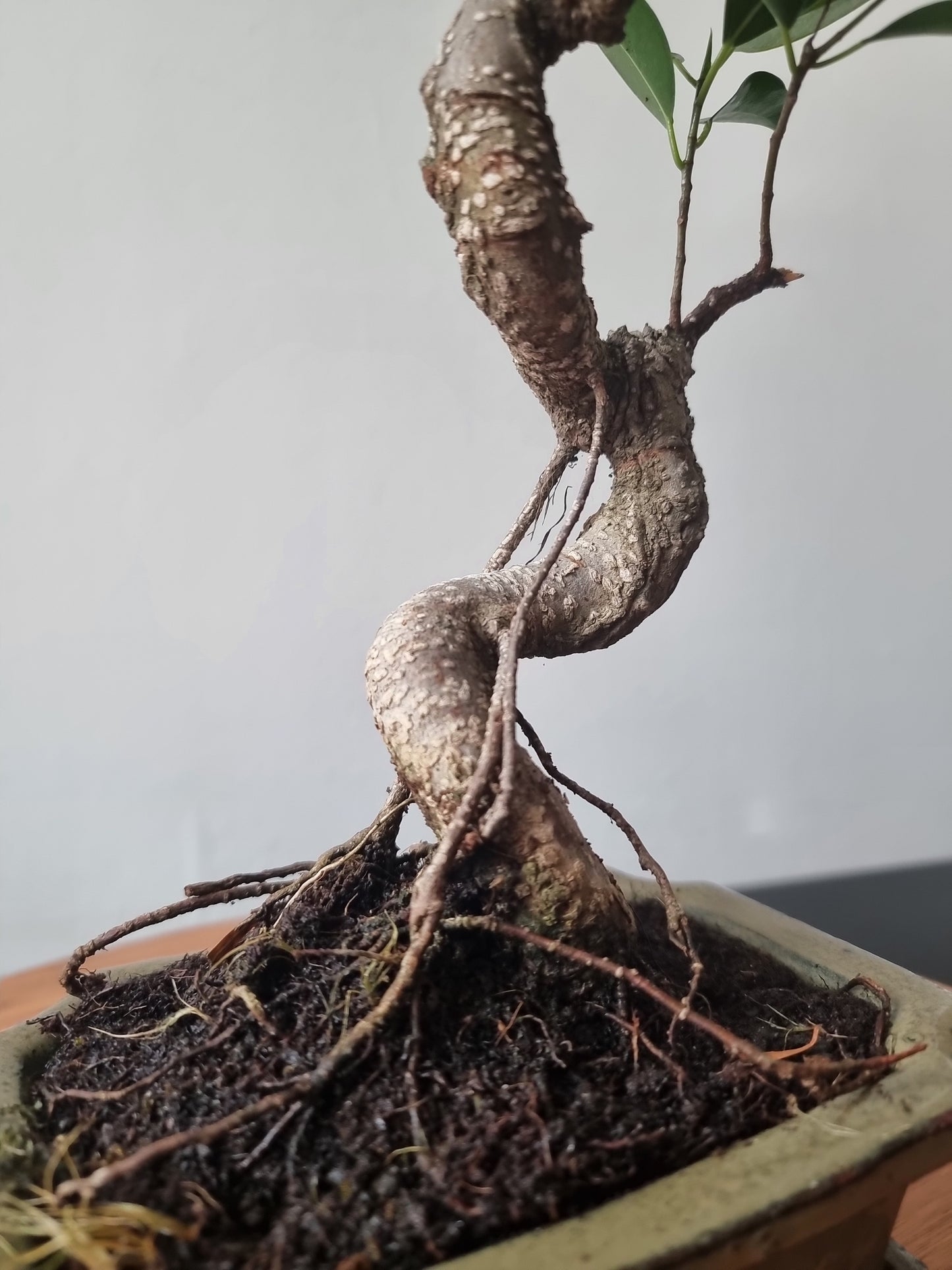 Ficus Retusa Bonsai | 4-6 years old, 30-35cm, S Shape