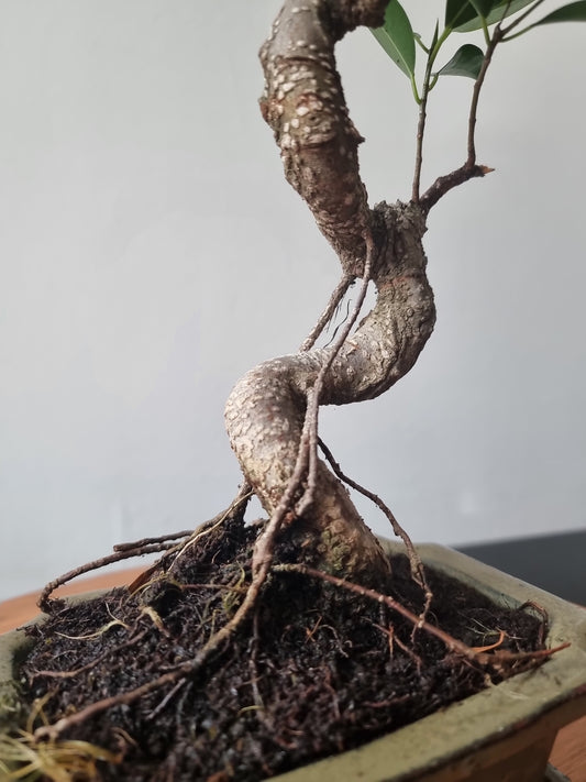 Ficus Retusa Bonsai | 4-6 years old, 30-35cm, S Shape