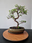 Large Chinese Elm Bonsai| 13-15 years old, 45-55cm