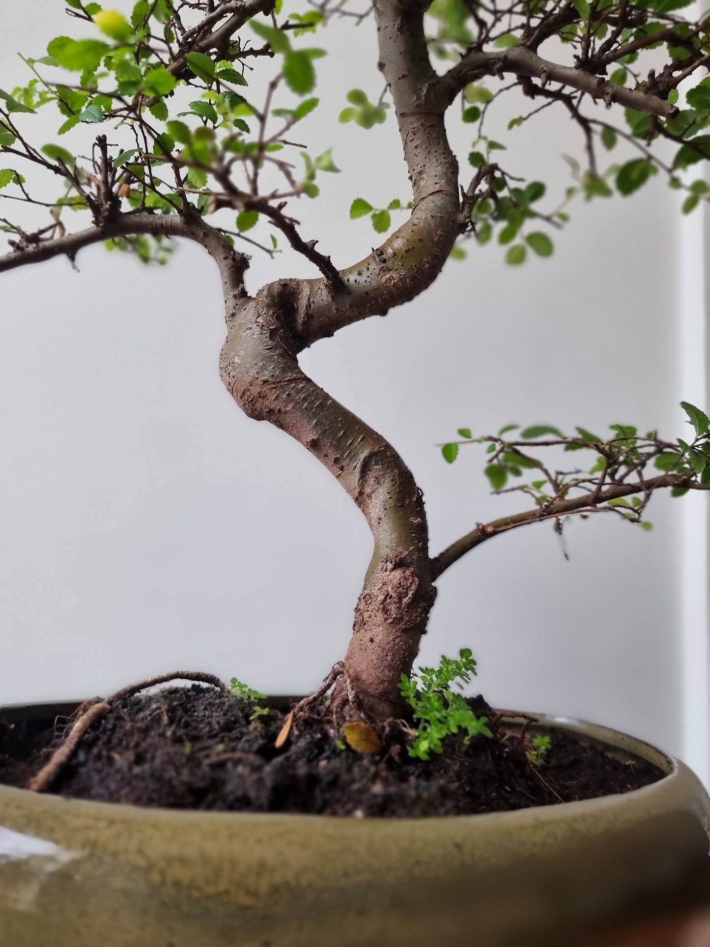 Large Chinese Elm Bonsai| 13-15 years old, 45-55cm