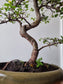 Large Chinese Elm Bonsai| 13-15 years old, 45-55cm