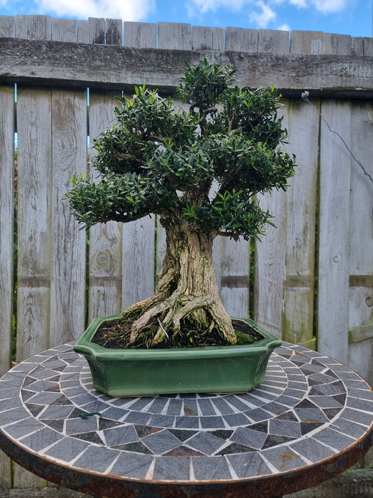Buxus Harlandii Bonsai – 50+ Years Old | Ancient Chinese Boxwood
