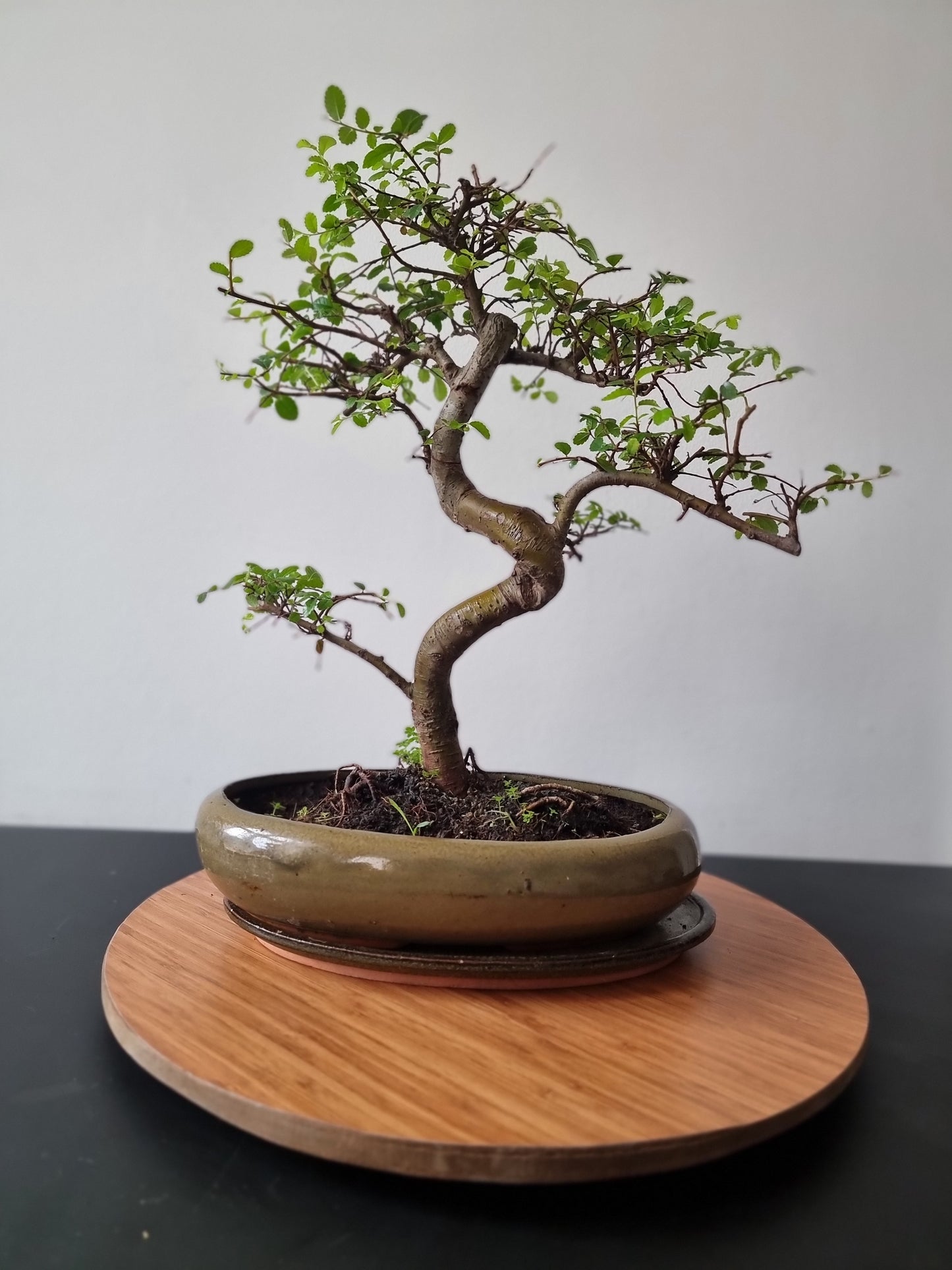 Large Chinese Elm Bonsai| 13-15 years old, 45-55cm