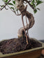 Ficus Retusa Bonsai | 4-6 years old, 30-35cm, S Shape
