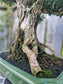 Buxus Harlandii Bonsai – 50+ Years Old | Ancient Chinese Boxwood