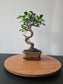 Ficus Retusa Bonsai | 4-6 years old, 30-35cm, S Shape