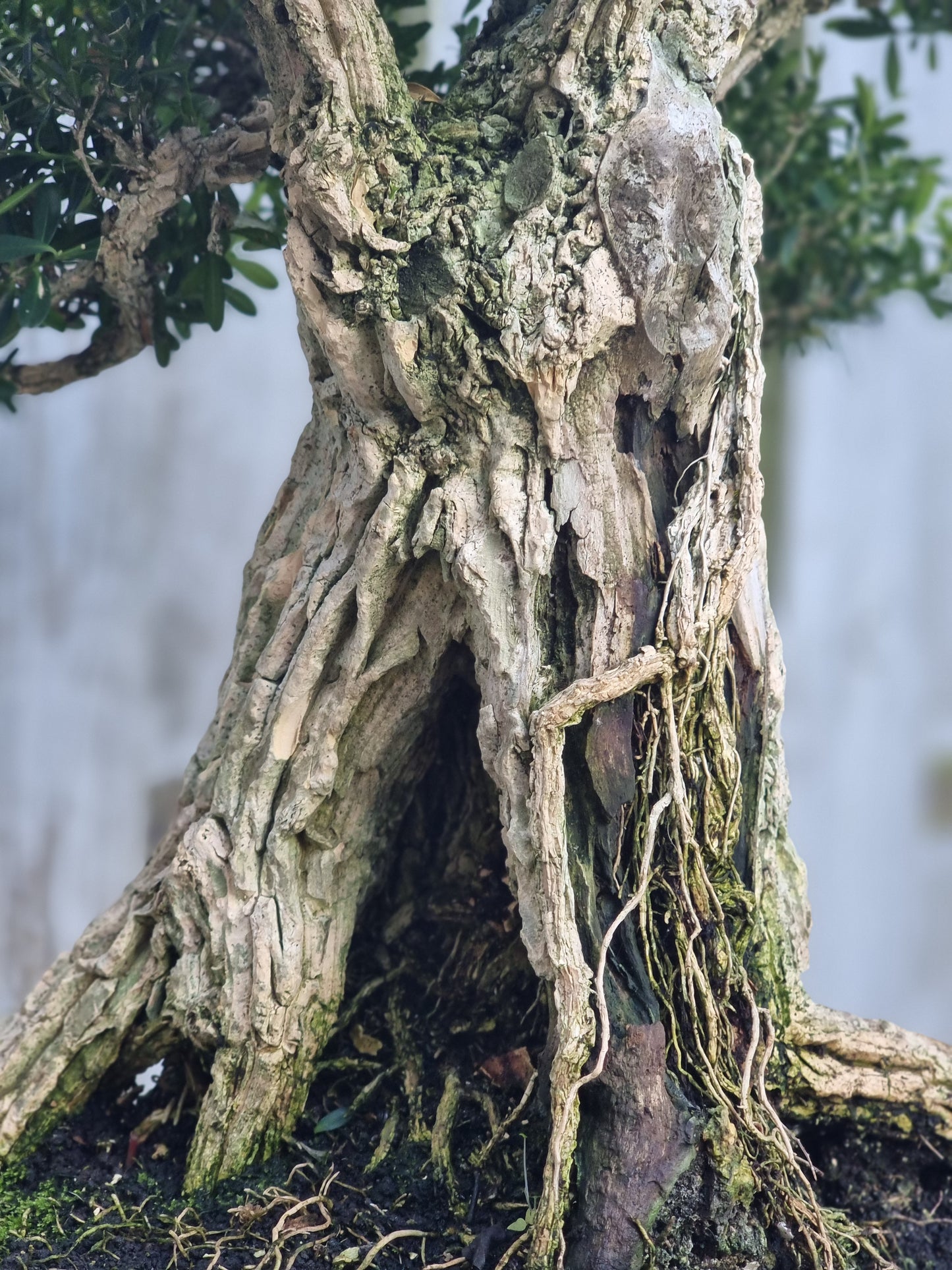 Buxus Harlandii Bonsai – 50+ Years Old | Ancient Chinese Boxwood