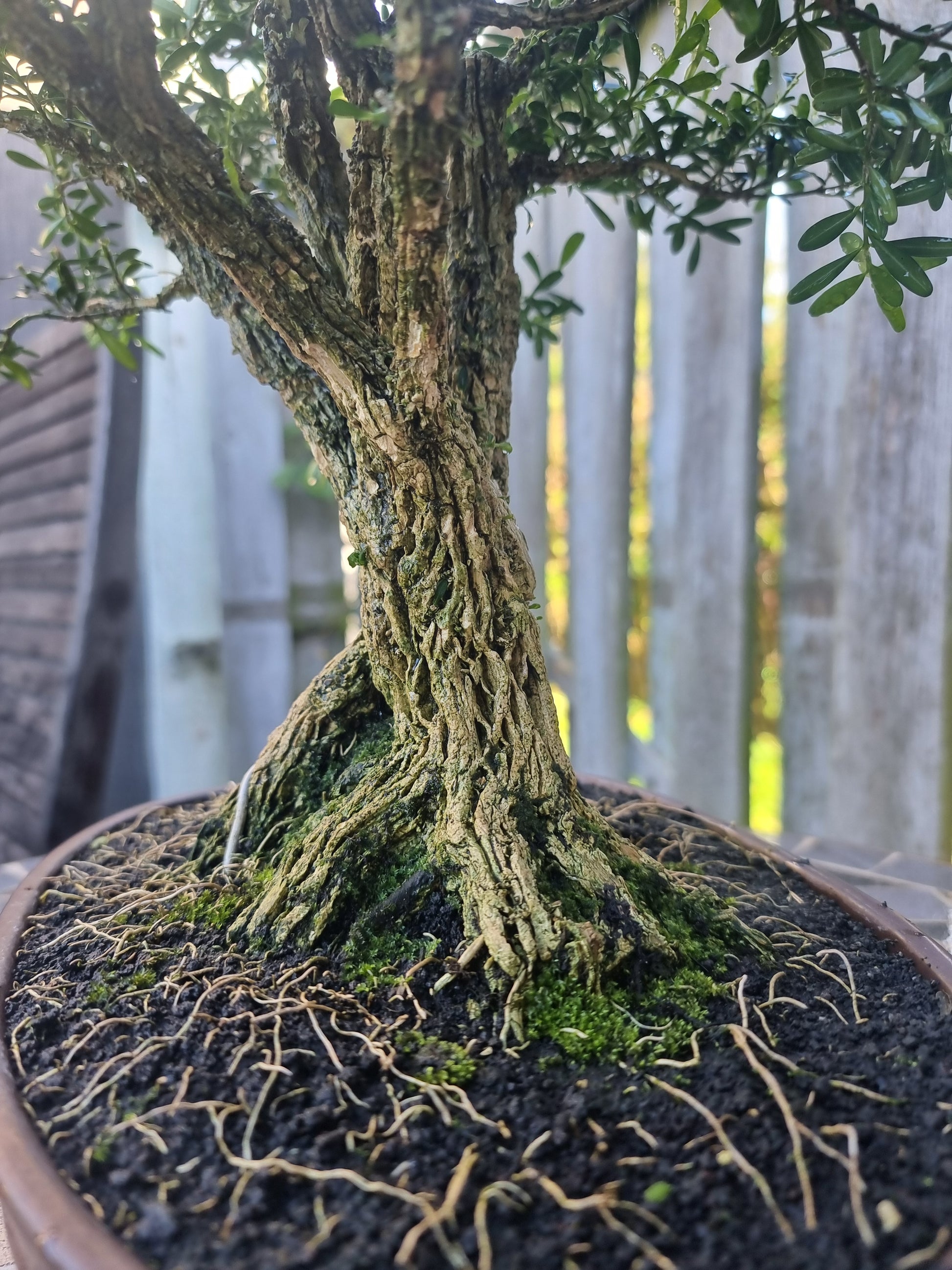buxus bonsai tree Buxus Harlandii Bonsai – 27 Years Old