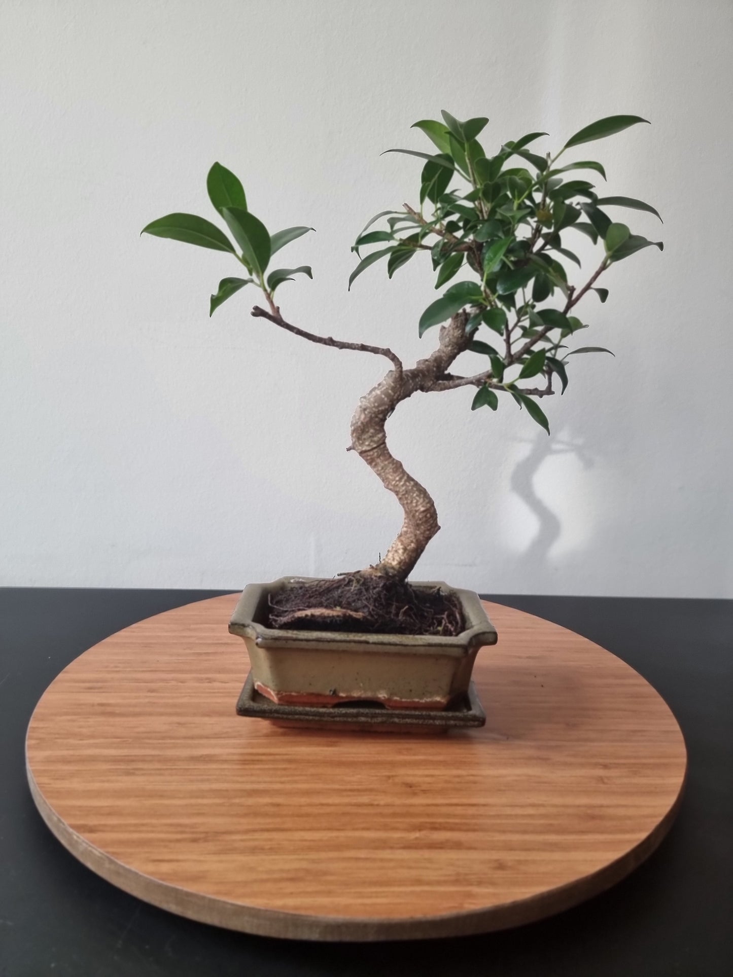 Ficus Retusa Bonsai | 4-6 years old, 30-35cm, S Shape