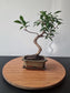Ficus Retusa Bonsai | 4-6 years old, 30-35cm, S Shape