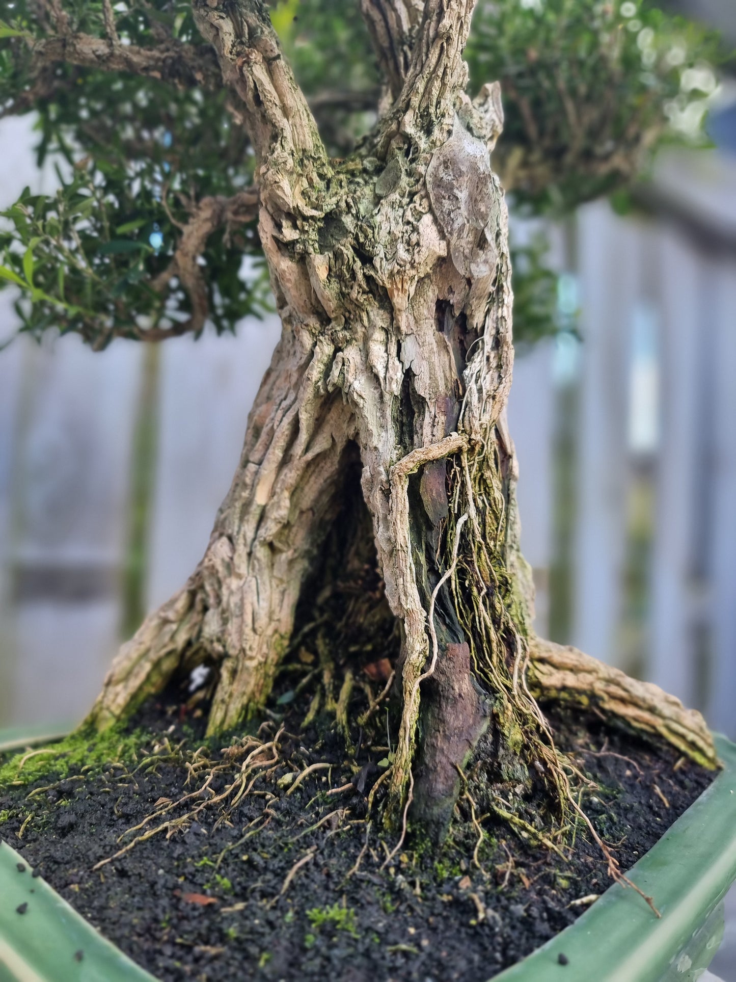 Buxus Harlandii Bonsai – 50+ Years Old | Ancient Chinese Boxwood