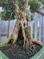 Buxus Harlandii Bonsai – 50+ Years Old | Ancient Chinese Boxwood