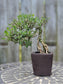 Serissa Bonsai – 6 Years Old | Snow Rose Bonsai (Indoor)