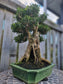 Buxus Harlandii Bonsai – 50+ Years Old | Ancient Chinese Boxwood