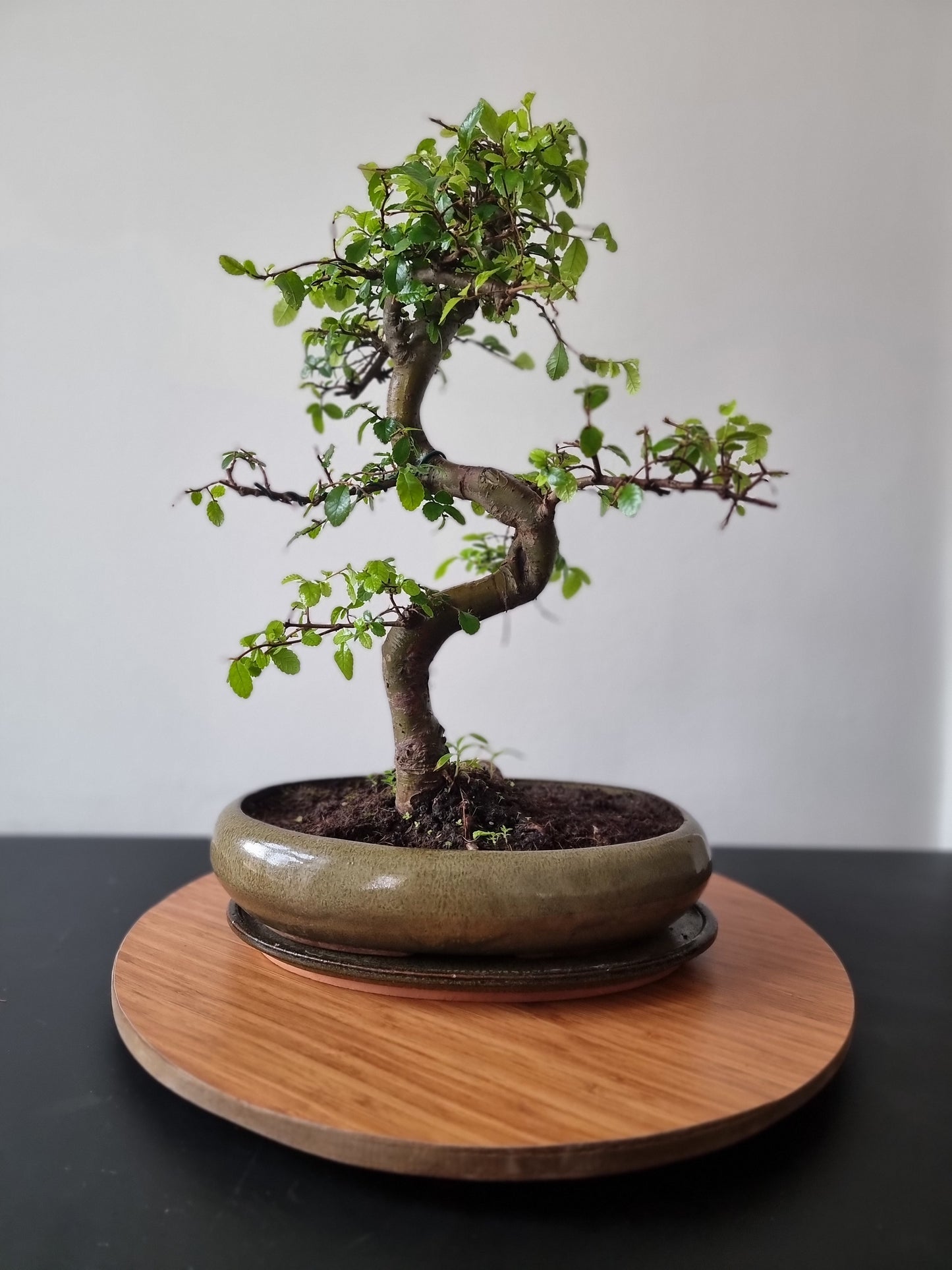 Large Chinese Elm Bonsai| 15 years old, 45-55cm