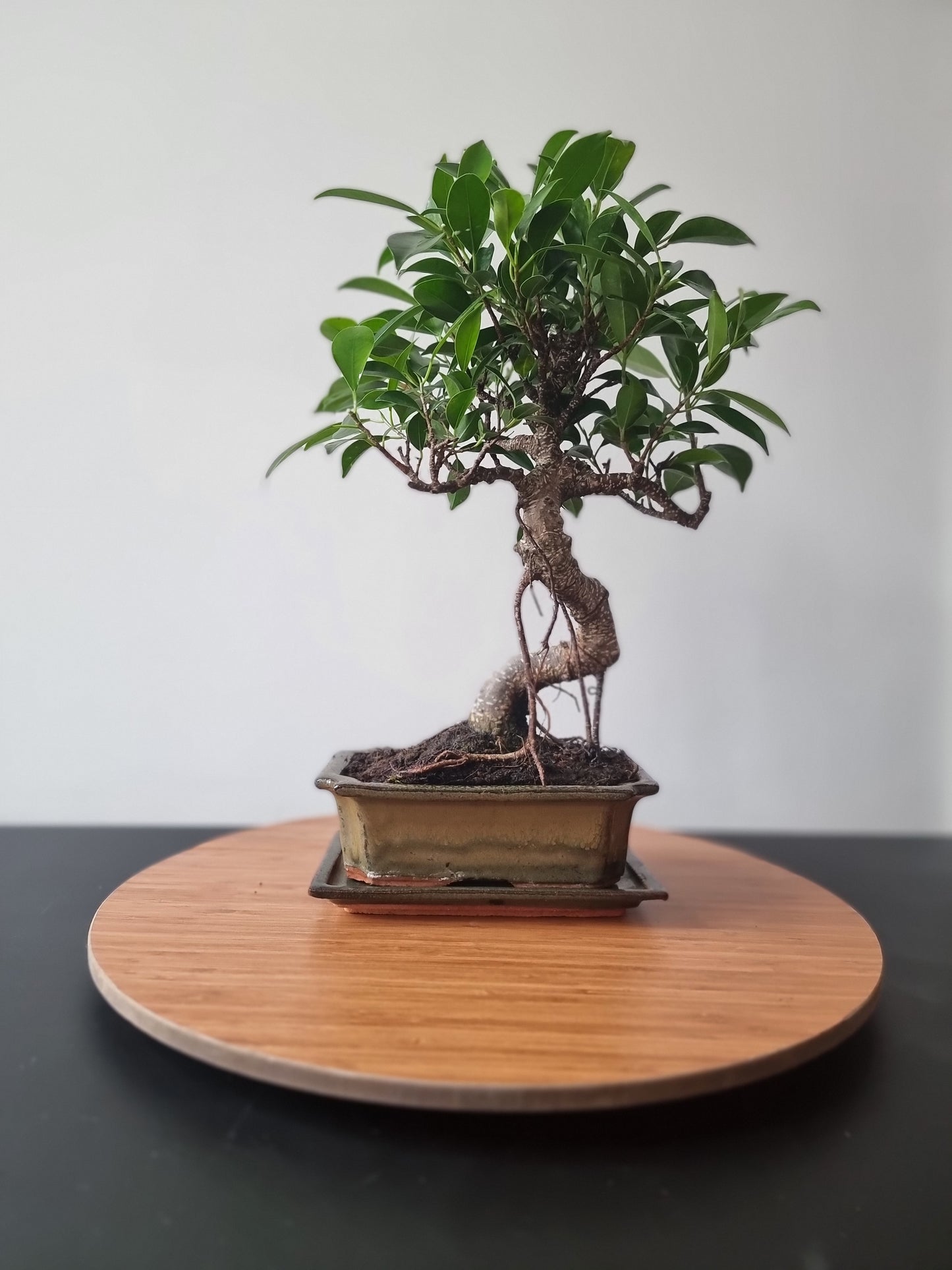 Ficus Retusa Bonsai | 4-6 years old, 30-35cm, S Shape