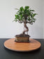 Ficus Retusa Bonsai | 4-6 years old, 30-35cm, S Shape