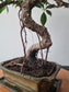 Ficus Retusa Bonsai | 4-6 years old, 30-35cm, S Shape