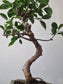 Ficus Retusa Bonsai | 4-6 years old, 30-35cm, S Shape