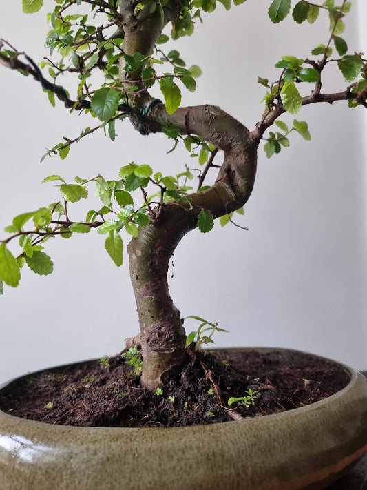 Large Chinese Elm Bonsai| 15 years old, 45-55cm