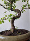 Large Chinese Elm Bonsai| 15 years old, 45-55cm