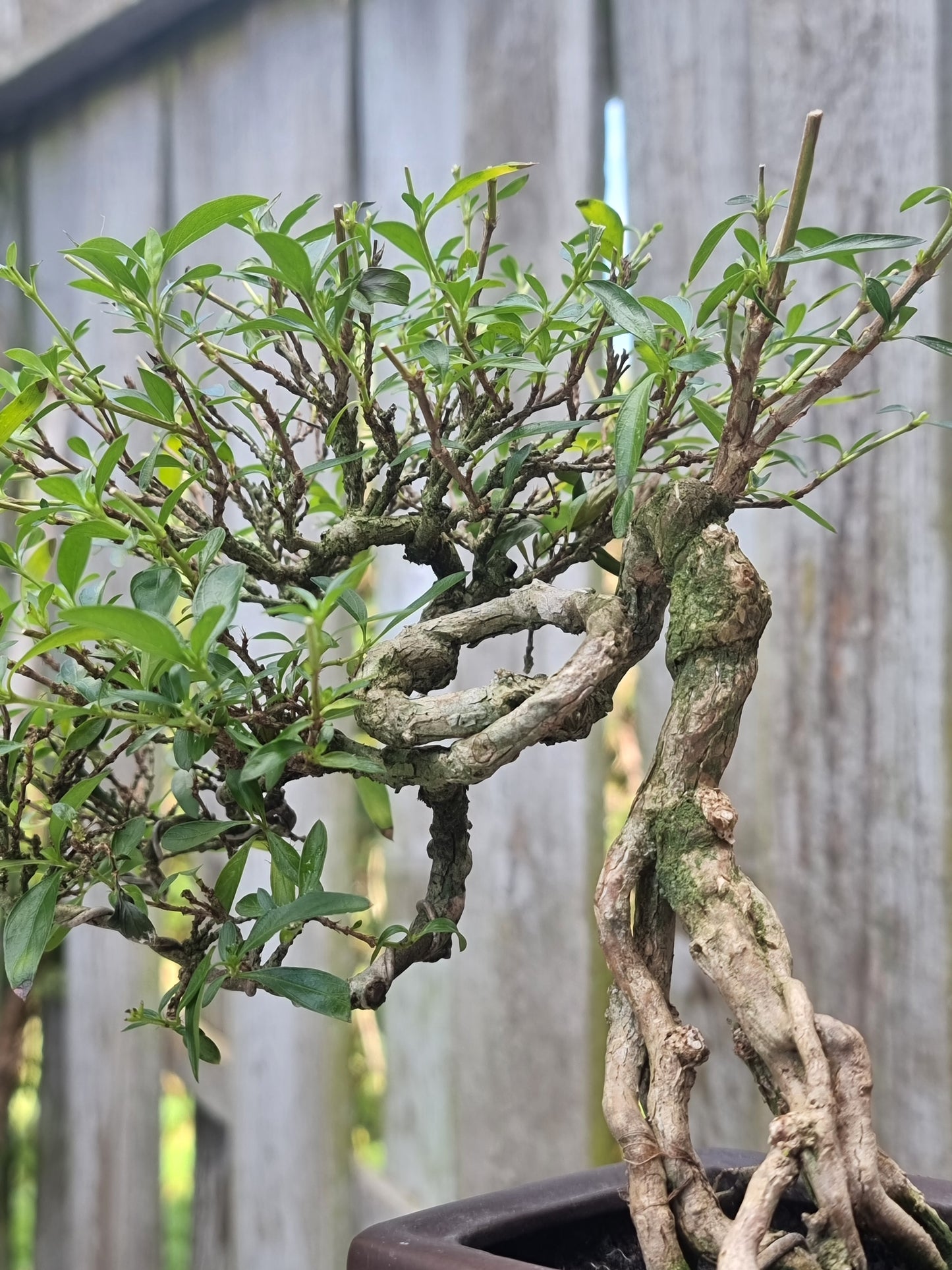 Serissa Bonsai – 6 Years Old | Snow Rose Bonsai (Indoor)