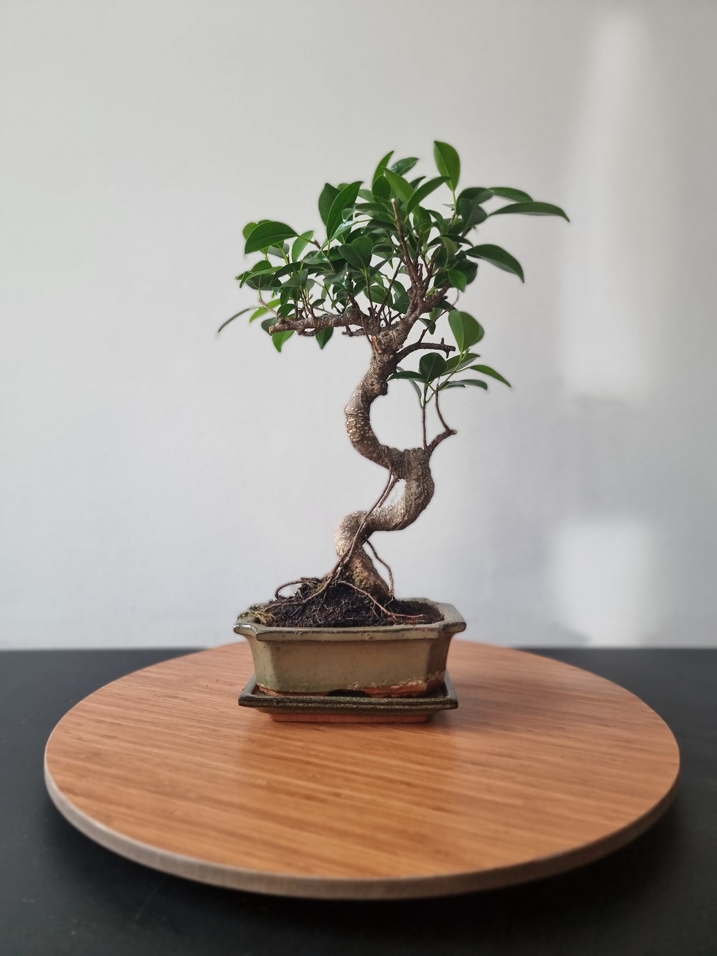 Ficus Retusa Bonsai | 4-6 years old, 30-35cm, S Shape