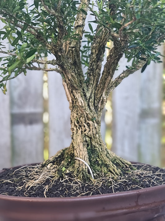 Buxus Harlandii Bonsai – 27 Years Old | Ancient Chinese Boxwood