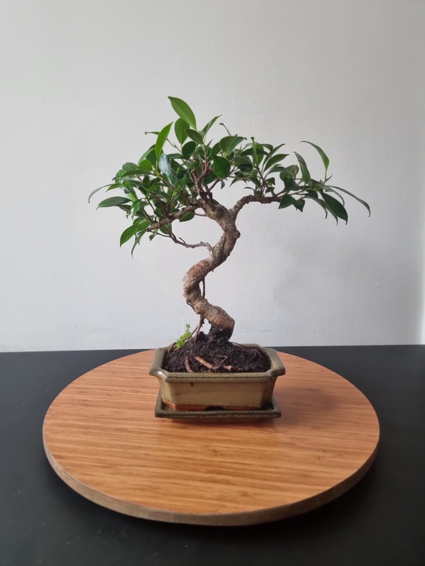 Ficus Retusa Bonsai | 4-6 years old, 30-35cm, S Shape