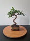 Ficus Retusa Bonsai | 4-6 years old, 30-35cm, S Shape