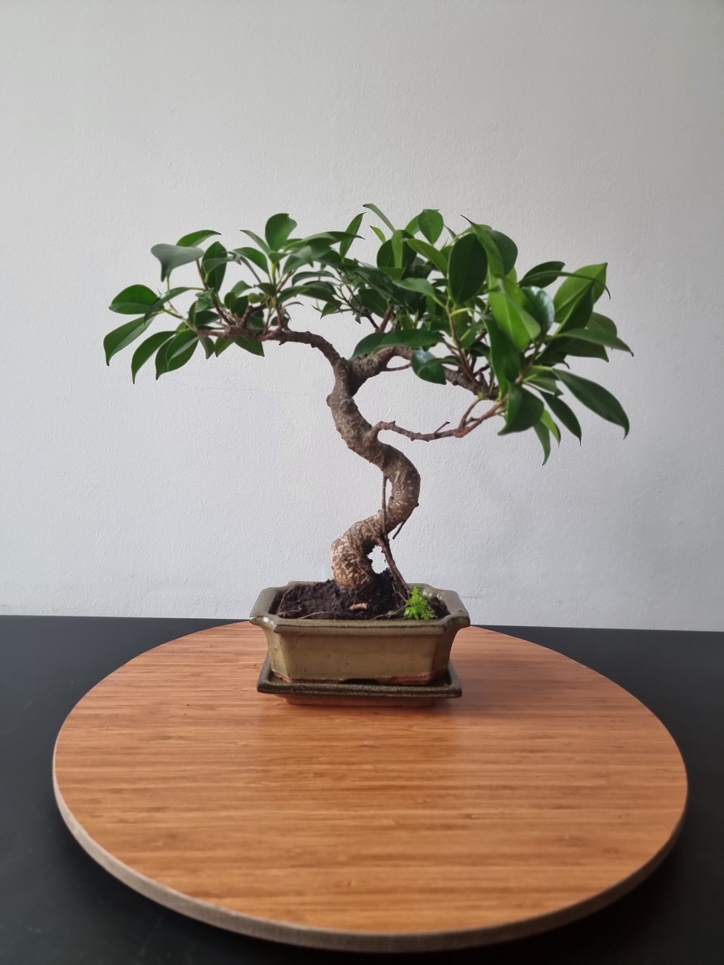 Ficus Retusa Bonsai | 4-6 years old, 30-35cm, S Shape