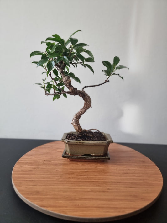 Ficus Retusa Bonsai | 4-6 years old, 30-35cm, S Shape