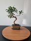 Ficus Retusa Bonsai | 4-6 years old, 30-35cm, S Shape