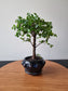 Chinese Elm Bonsai| 3-5 years old, 45-55cm