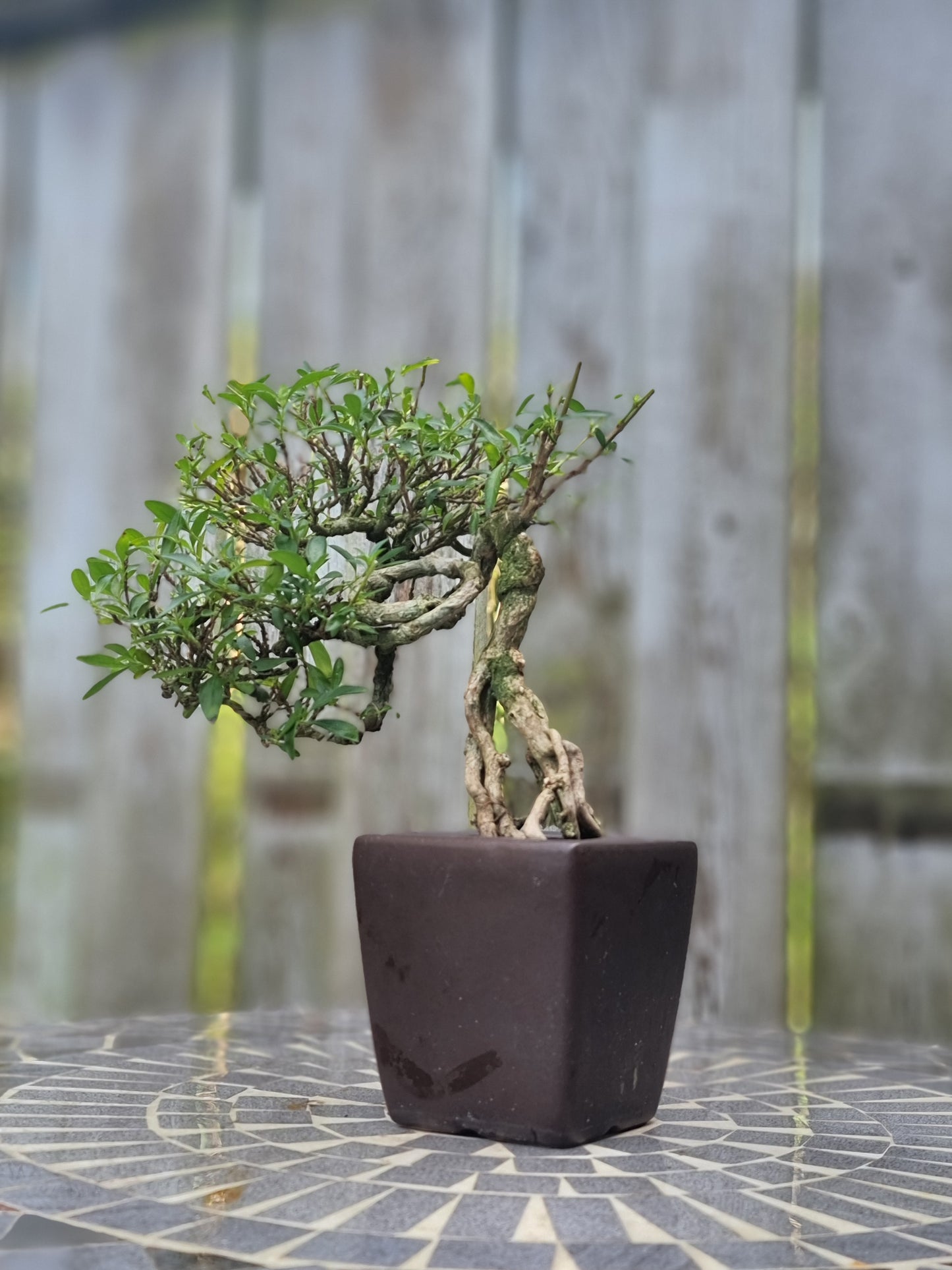 Serissa Bonsai – 6 Years Old | Snow Rose Bonsai (Indoor)