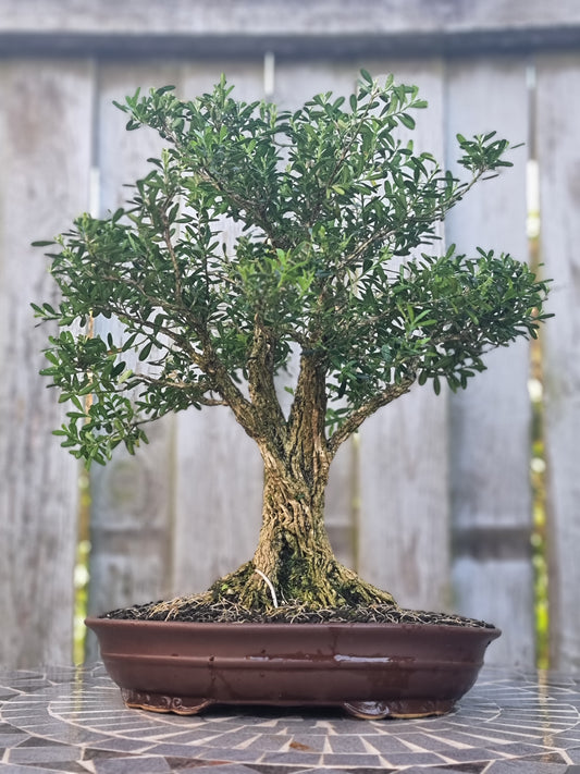 buxus bonsai tree Buxus Harlandii Bonsai – 27 Years Old