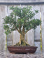 Buxus Harlandii Bonsai – 27 Years Old | Ancient Chinese Boxwood