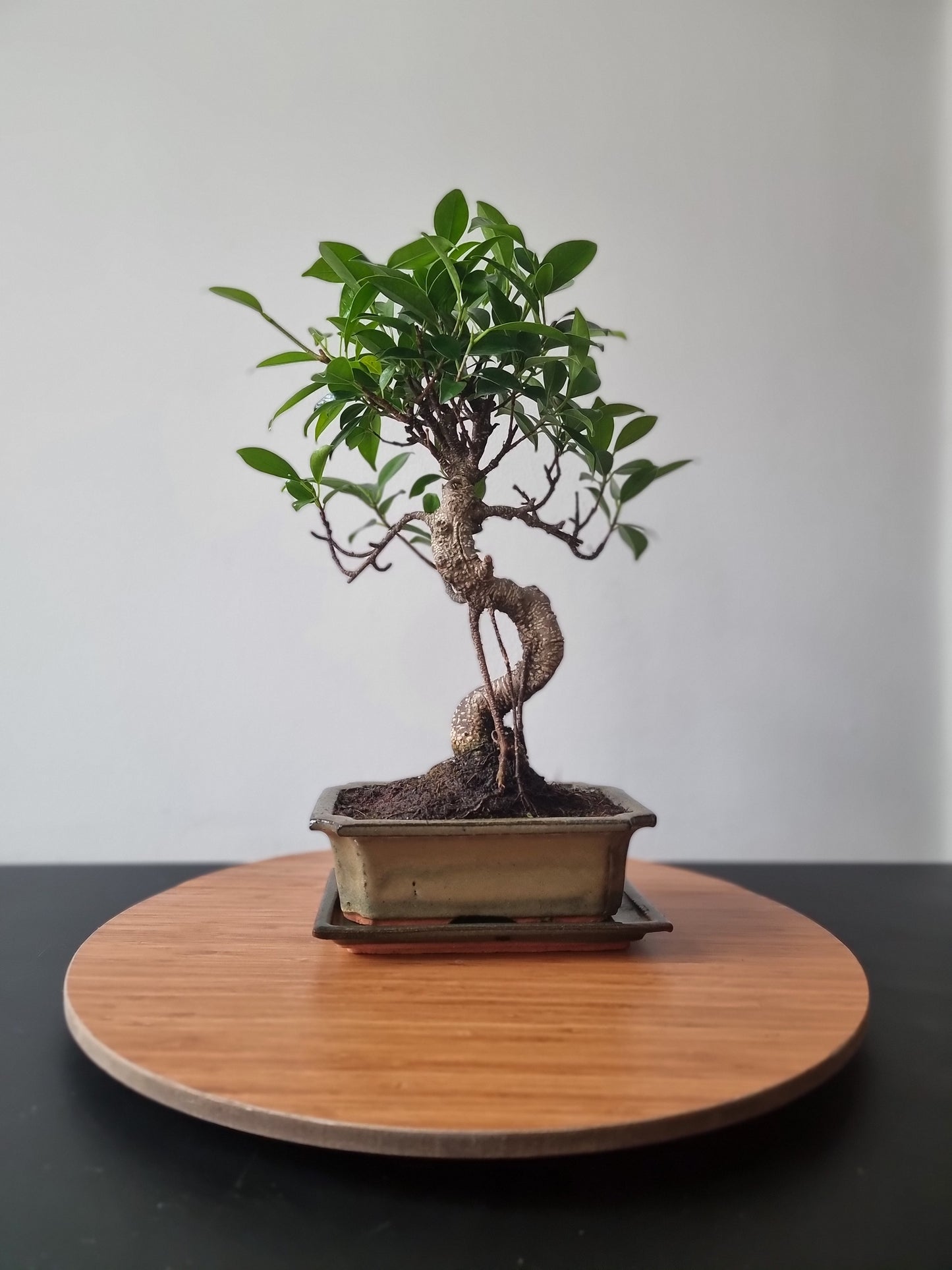 Ficus Retusa Bonsai | 4-6 years old, 30-35cm, S Shape