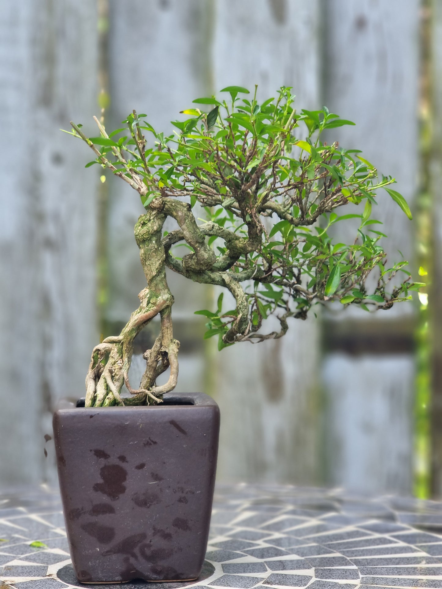 Serissa Bonsai – 6 Years Old | Snow Rose Bonsai (Indoor)