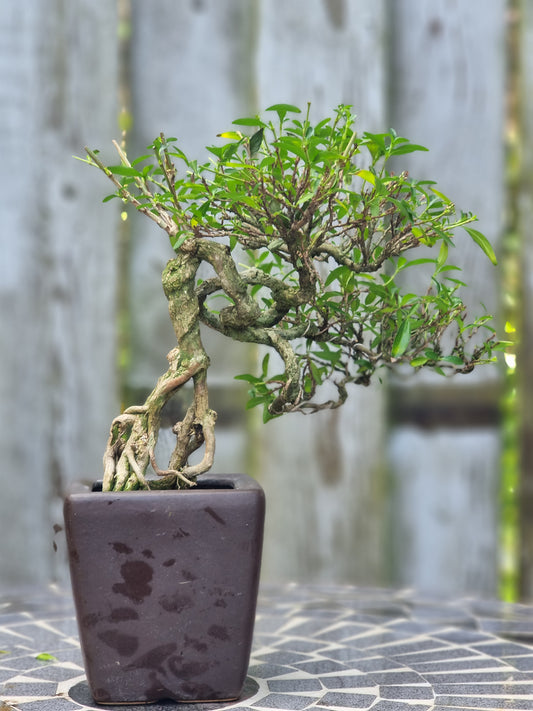 Serissa Bonsai – 6 Years Old | Snow Rose Bonsai (Indoor)