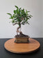 Ficus Retusa Bonsai | 4-6 years old, 30-35cm, S Shape