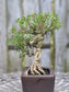 Serissa Bonsai – 6 Years Old | Snow Rose Bonsai (Indoor)