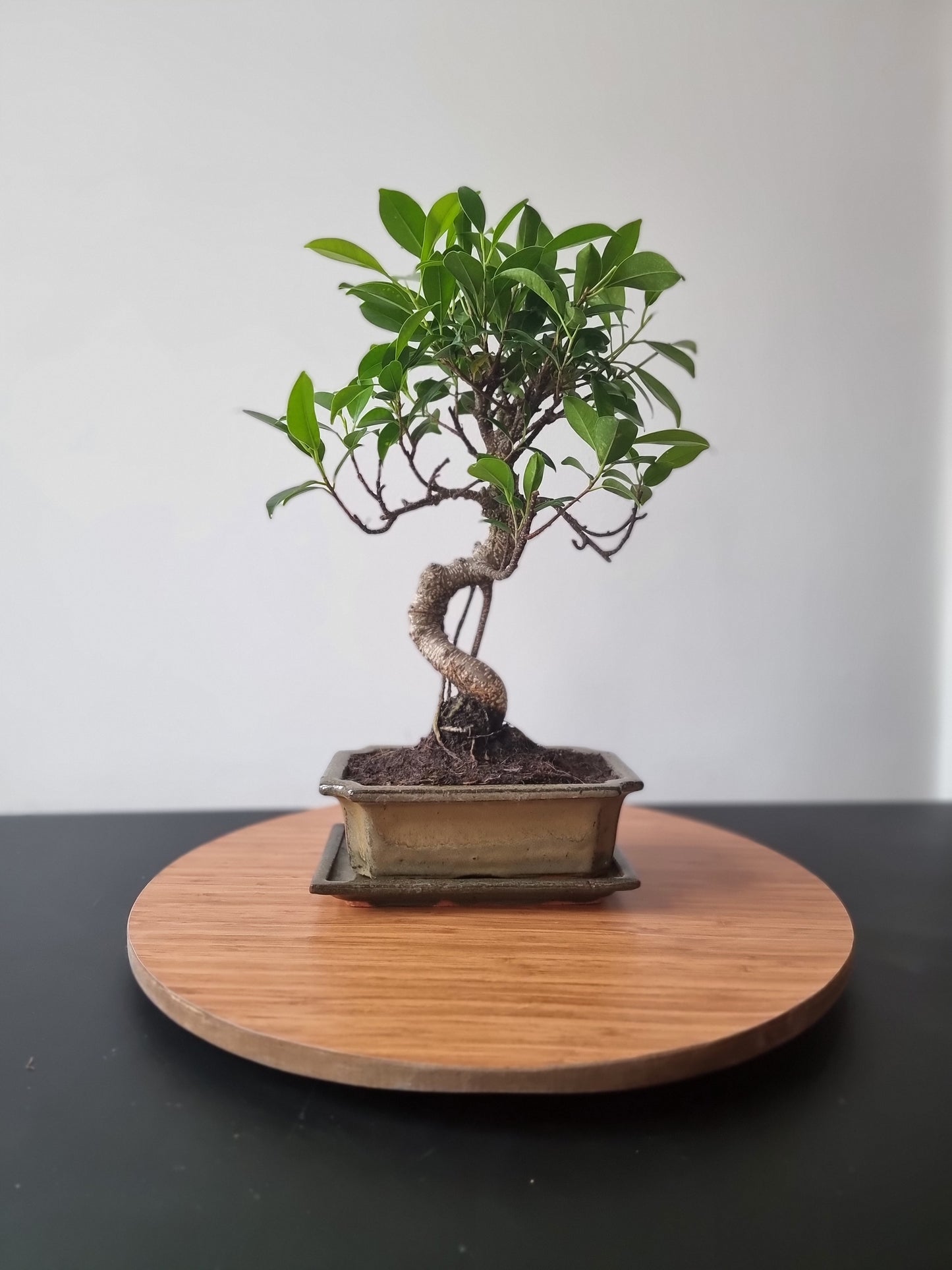 Ficus Retusa Bonsai | 4-6 years old, 30-35cm, S Shape