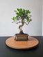 Ficus Retusa Bonsai | 4-6 years old, 30-35cm, S Shape