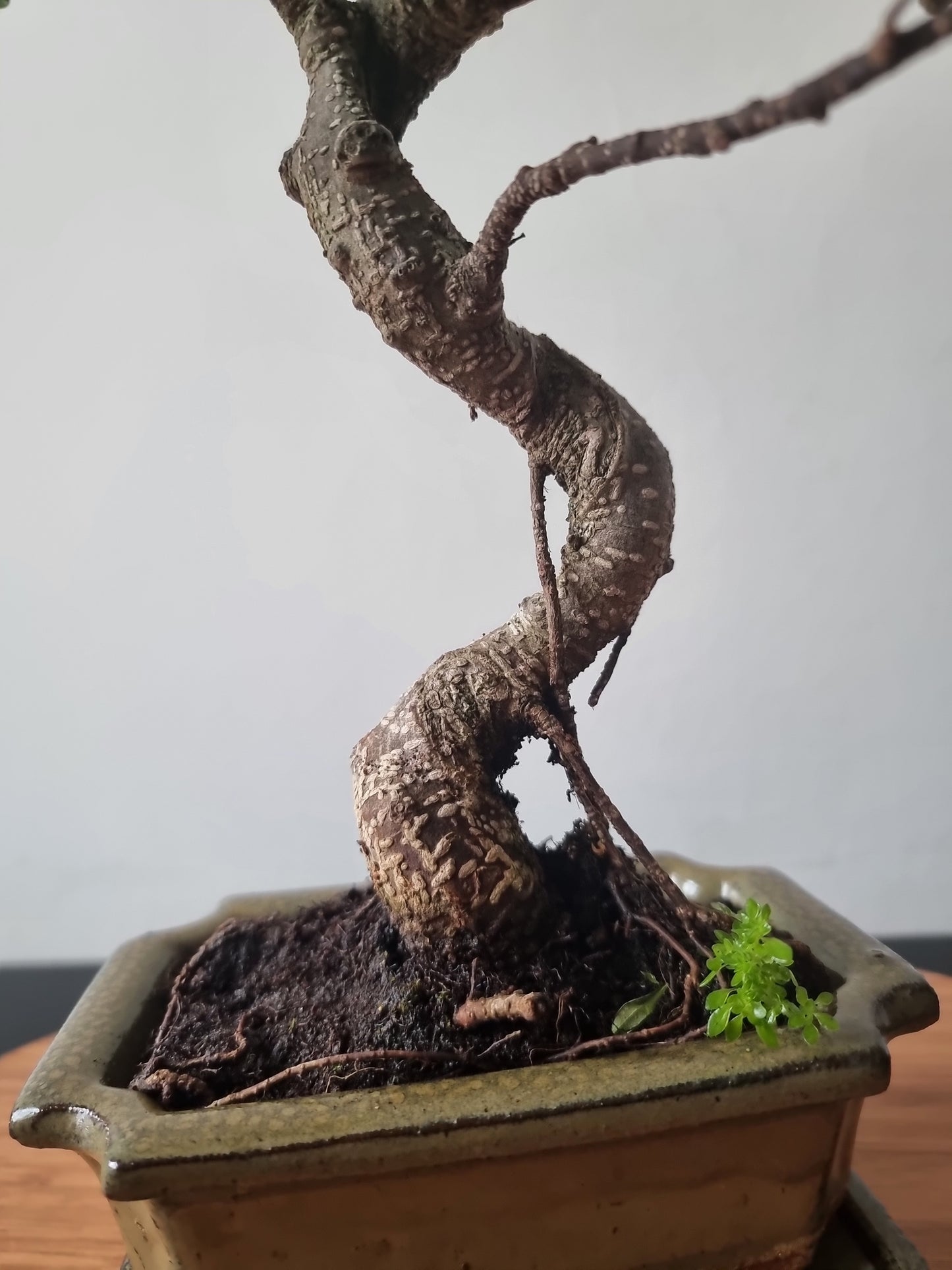 Ficus Retusa Bonsai | 4-6 years old, 30-35cm, S Shape